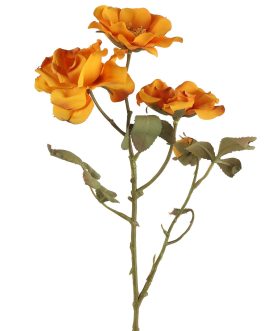 Old orange rose branch